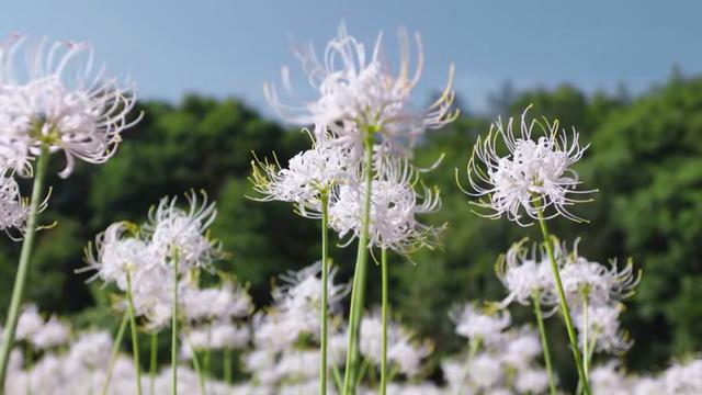 《暮白首》：因为林敬，姐妹反目成仇